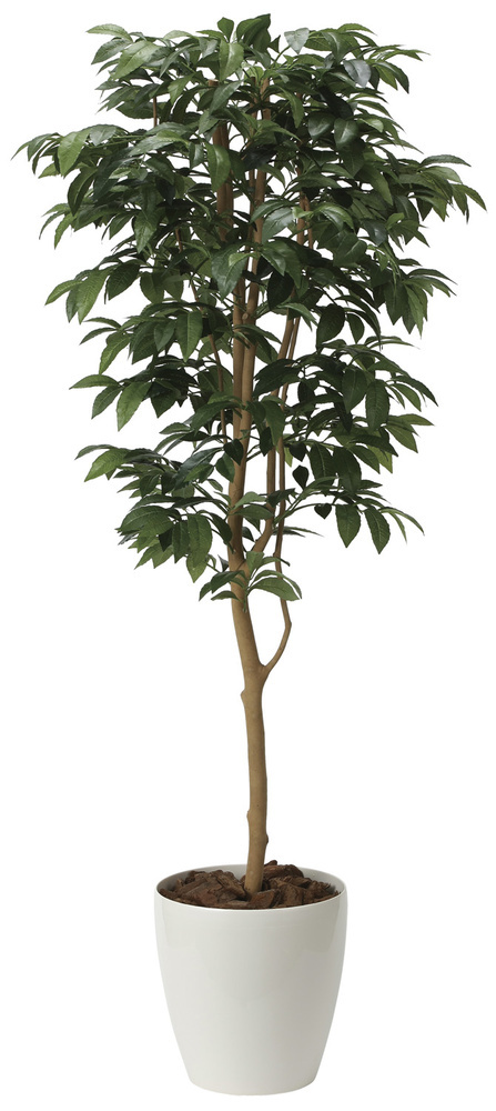 【人工観葉植物　光触媒】アルデシア（万両）1.6　高さ1.6m